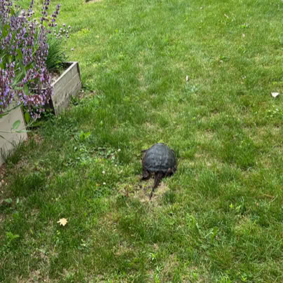 A snapping turtle walking on a grassy lawn near a wooden planter with a chive plant with purple flowers, with a body of water in the background.