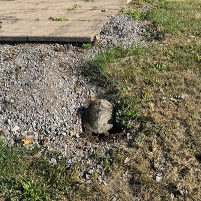 A turtle digging a nest in a grassy area next to a gravel path, with a stack of bricks in the background.