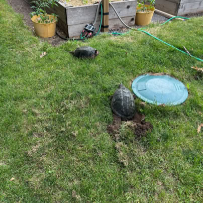 Two turtles on a grassy lawn near a blue septic tank cover, with raised garden beds and potted tomato plants in the background.