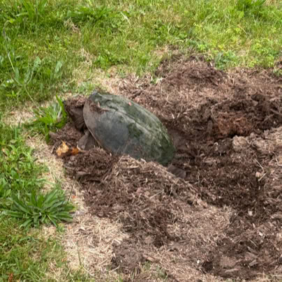 A snapping turtle digging a nest partially buried in a patch of dirt surrounded by grass.